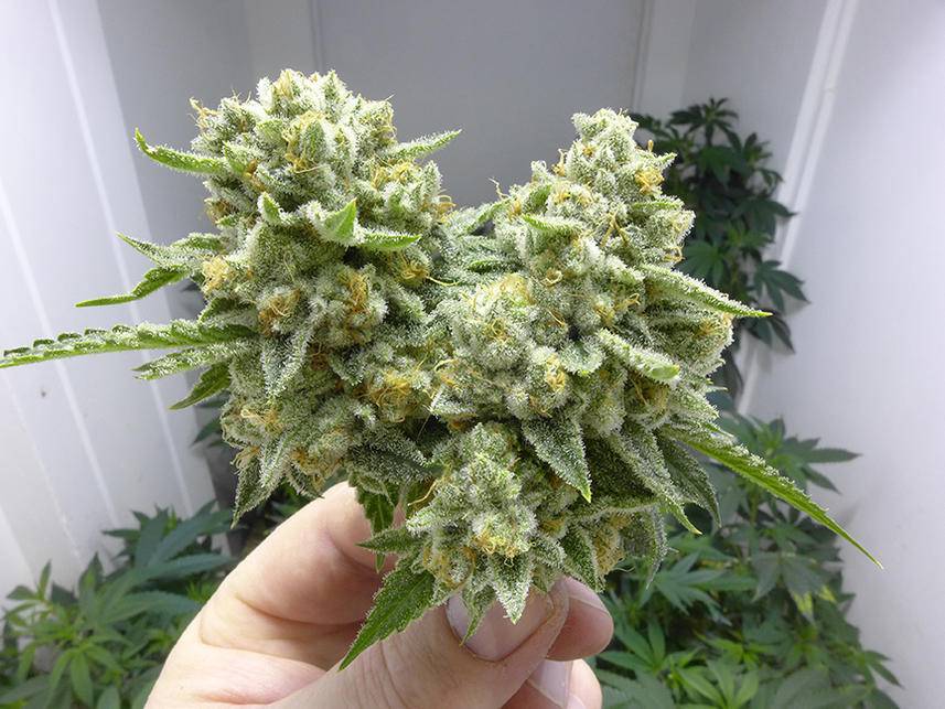 Logic Diesel Marijuana Strain