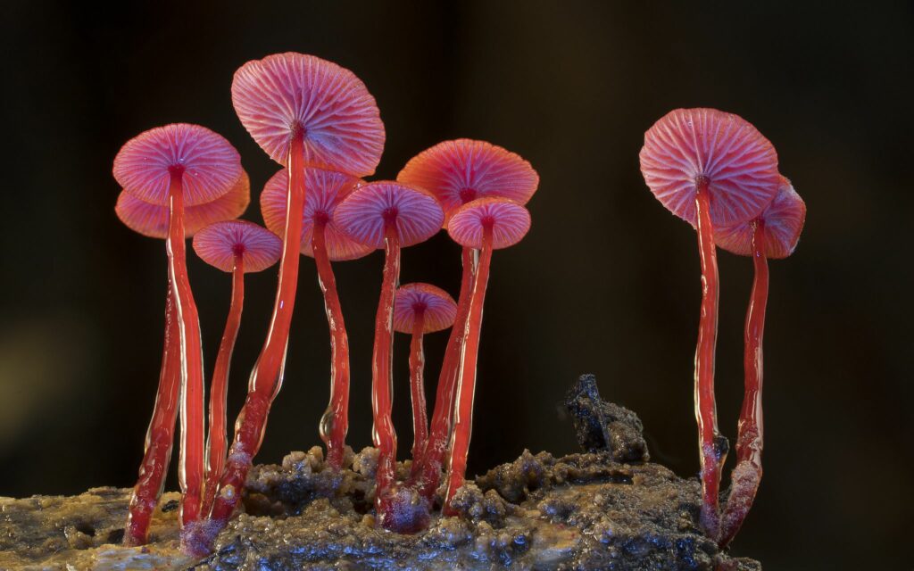 Turkey Tail Mushrooms Unveiling the Health Benefits of Functional Fungi